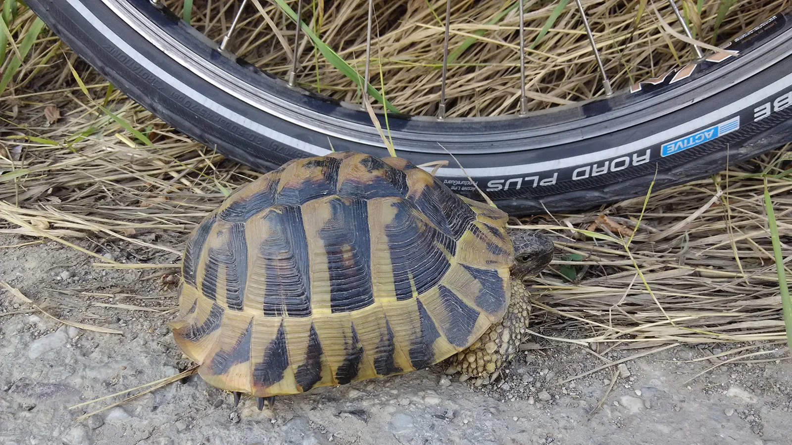 cycling route 105 Kragujevac is moderately demanding, rest in hostel Kragujevac for bikers